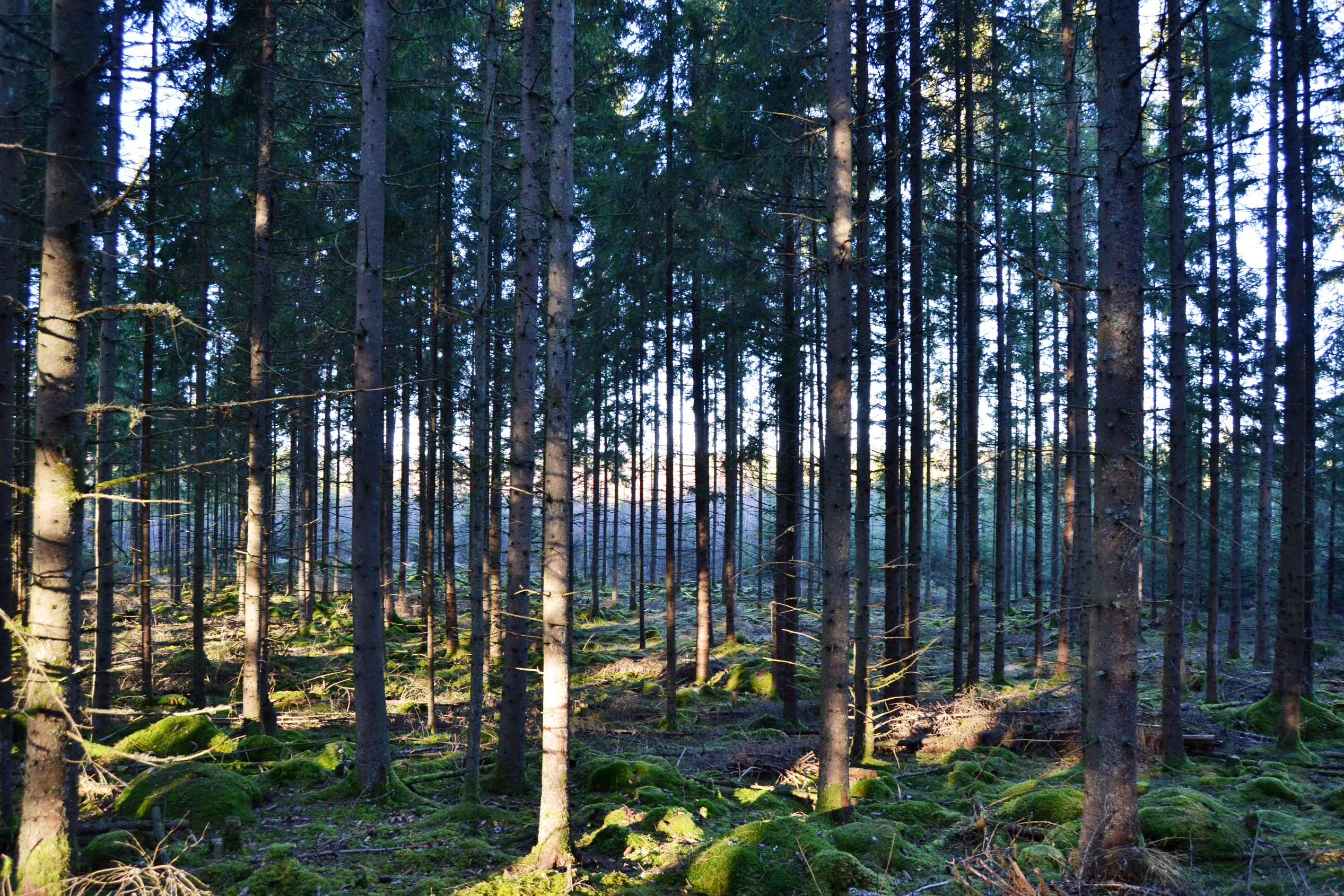 32 Kvinja
