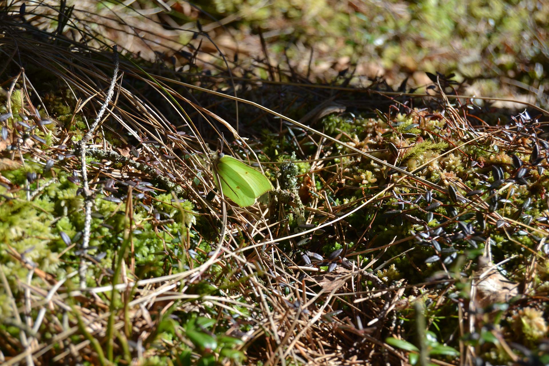 AA DSC_0424_edited