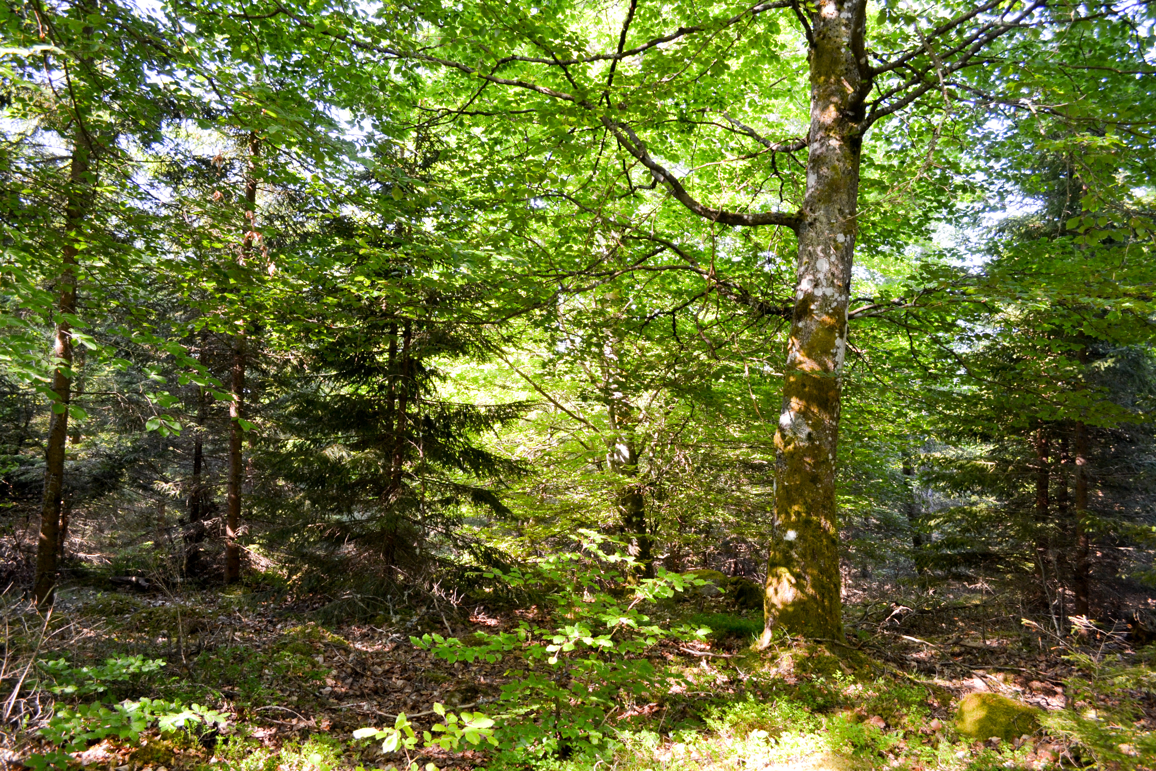 DSC_0061_edited