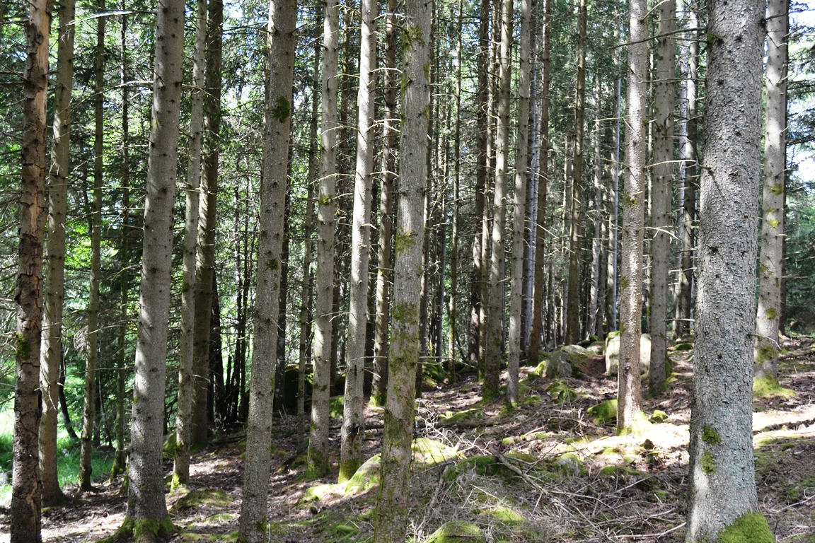 a DSC_0265