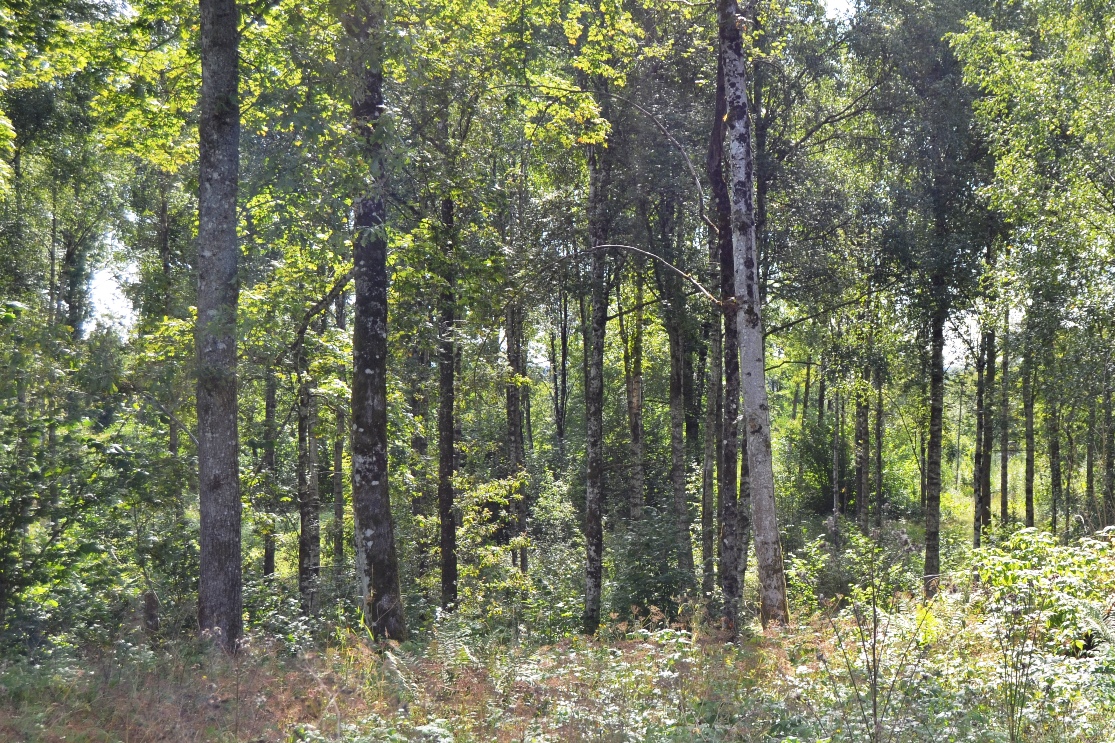 a DSC_0349